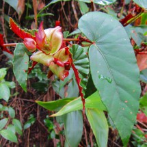 Fresh red leaves to indicate poison to discourage enemies